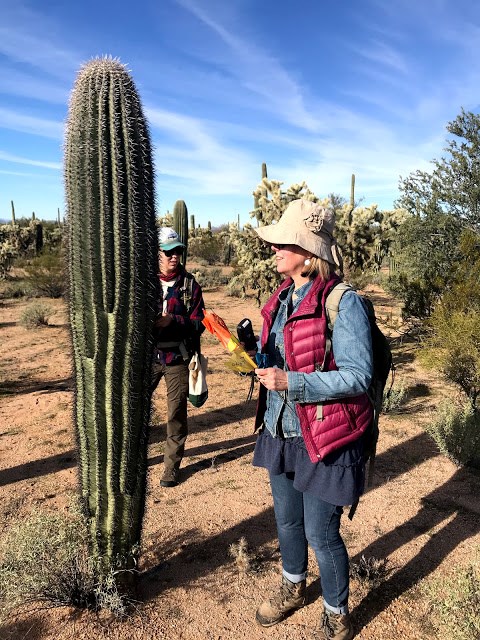 Volunteer looking at a saguaro in front of her. She is holding a gps device and a few flags.