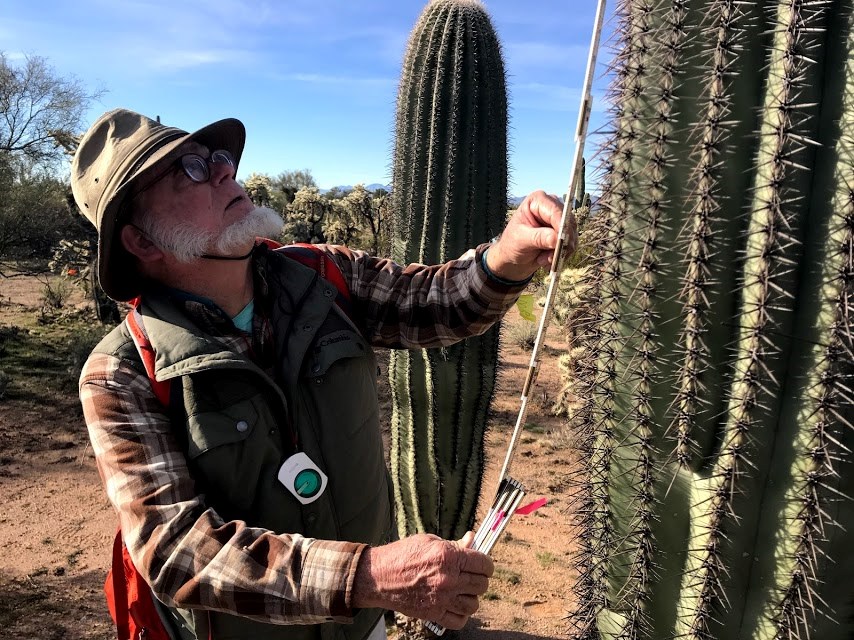 A man using a folding ruler to measure the height of a saguaro.