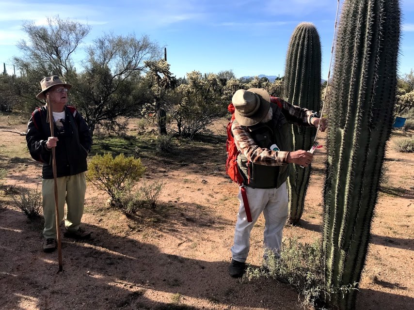 Two individual volunteers at the plot. One of them is looking at the saguaro that the other one is measuring