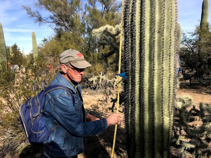A man with an unfolded yellow folding ruler next to a saguaro with blue flag on it.