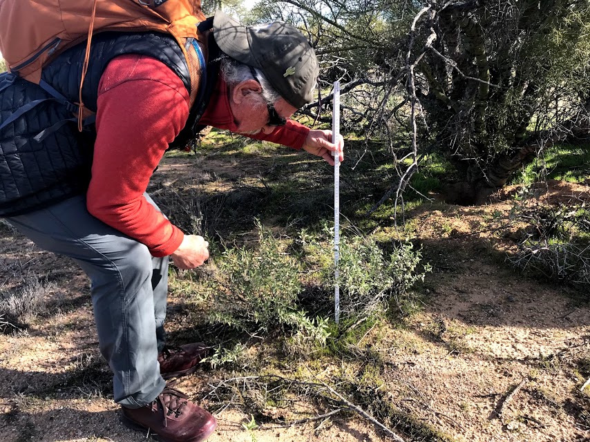 A man measuring the height of a tiny saguaro surrounded by shrubs.