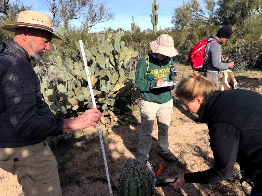 Group of volunteers around a saguaro. One is holding a folding ruler, the other is taking its gps coordinates, and the other is writing the information on a data sheet.