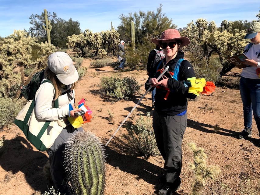 Park staff using a gps device to find the coordinates of a saguaro. Around her are volunteers.