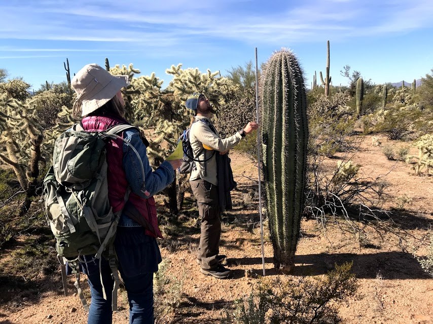Park staffs measuring the height of a saguaro. They are surrounded by chollas.