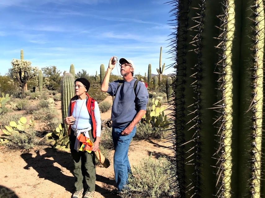Volunteers next to each other both with a clinometer. One of them are using it to measure the height of a saguaro in front of them.
