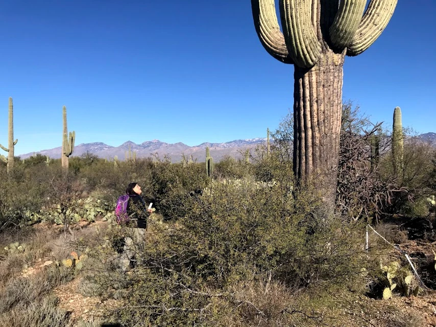 A volunteer looking at a giant saguaro A woman looking up toward a giant saguaro