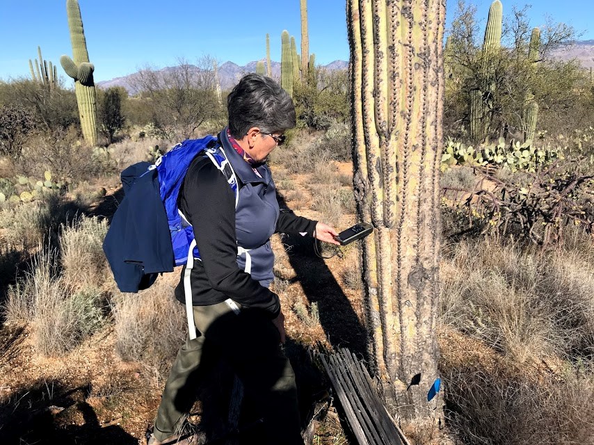 A woman looking at a black gps device to find the coordinates of a saguaro