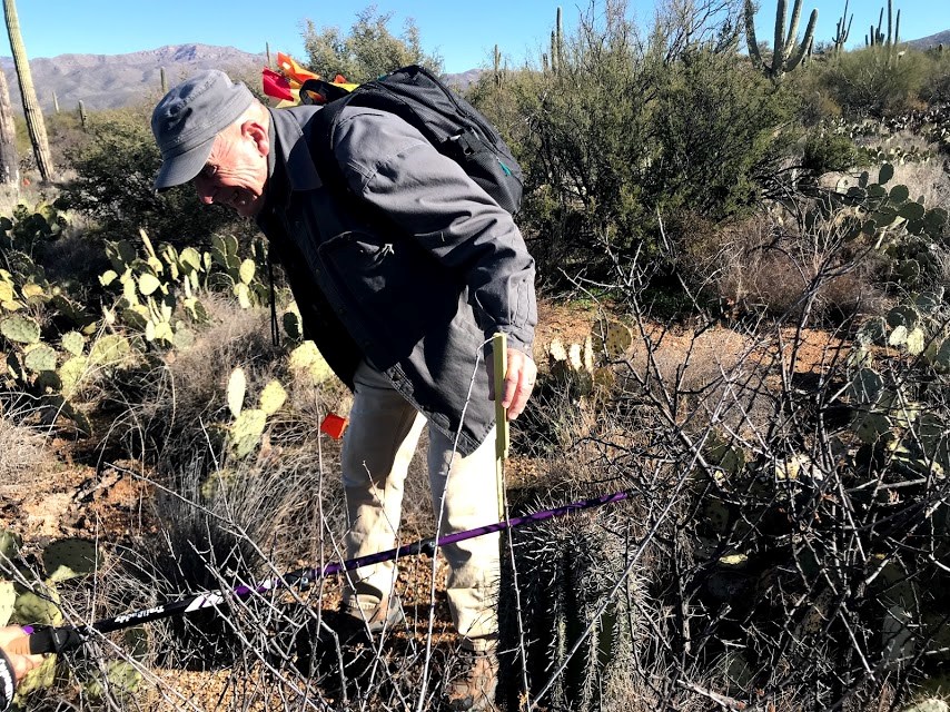 A man holding a yellow meter stick next to a saguaro