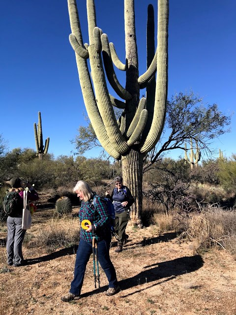 Volunteers walking away from a giant saguaro with at least fifteen arms.