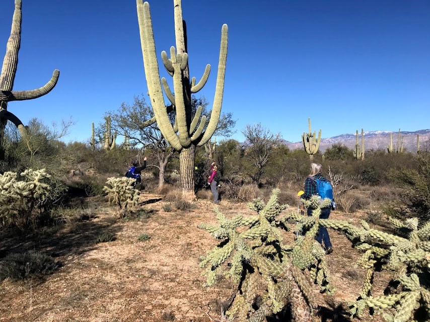 Volunteers out in the field. Surrounding them are chollas, saguaros, and other vegetation.