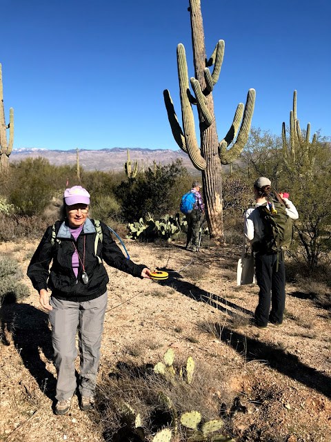 A volunteer holding one end of a measuring tape next to the base of a saguaro while the other one walks a few feet back.
