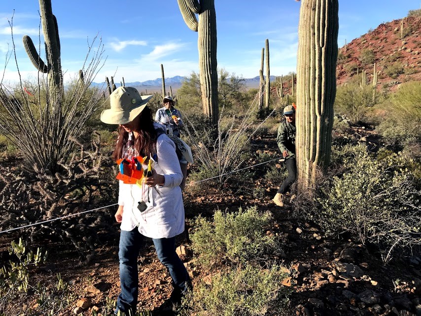 A woman holding flags walking away from a saguaro. Behind her is a man holding on the end of a tape measure, next to a saguaro.