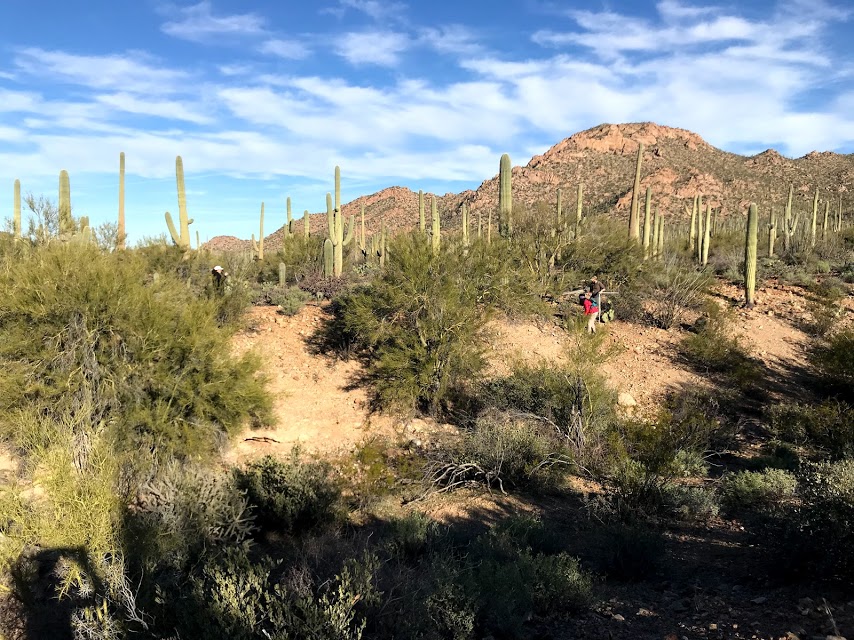 A scenic view of the plot.
