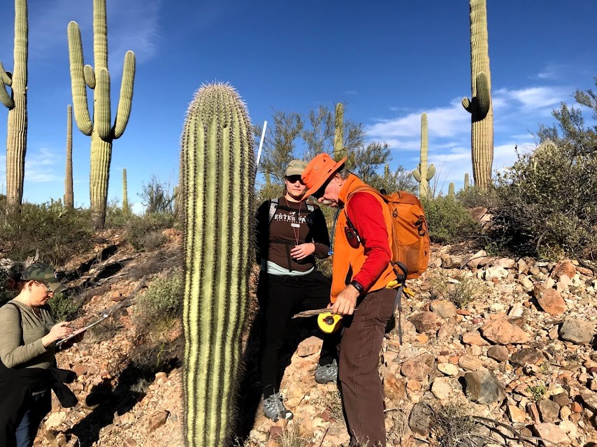 A group of volunteers surrounding a saguaro. One of them is looking at her data sheet. Another is holding a folding ruler. The last one is looking at the base of a saguaro.