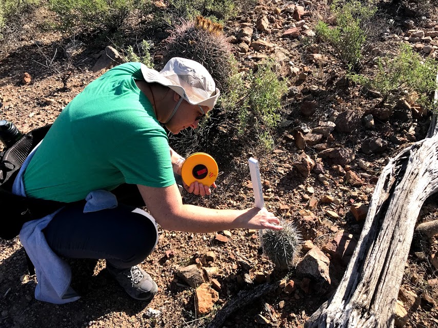 A woman squatting down to measure the height of a short saguaro at least 7 inches tall.