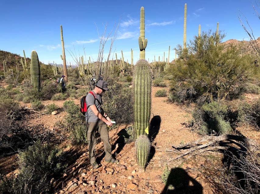 A man standing next to two saguaros.