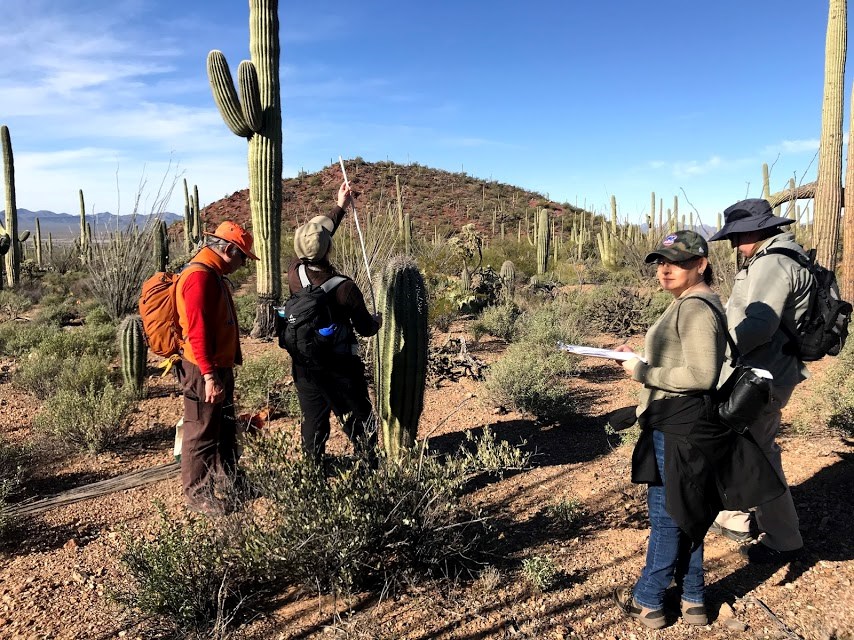 A group of volunteers surrounding a saguaro. One of them is using a folding ruler to find its height.