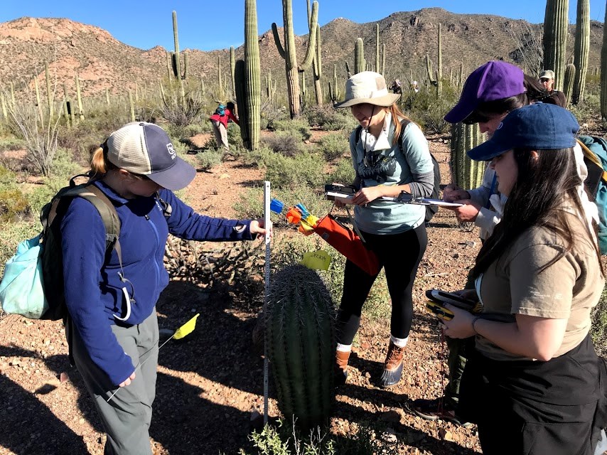 A group of women surrounding a short saguaro with a yellow flag through it. One of them is using a meter stick to find the height of the saguaro while the other one is writing down data.