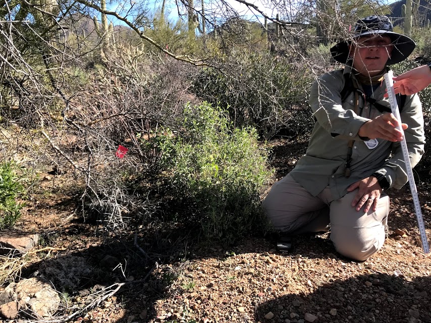 A man on his knees. He is giving a folding ruler he used to measure the height of a small saguaro.