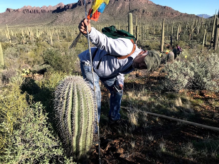 A man using a white folding ruler to measure the height of a short saguaro.