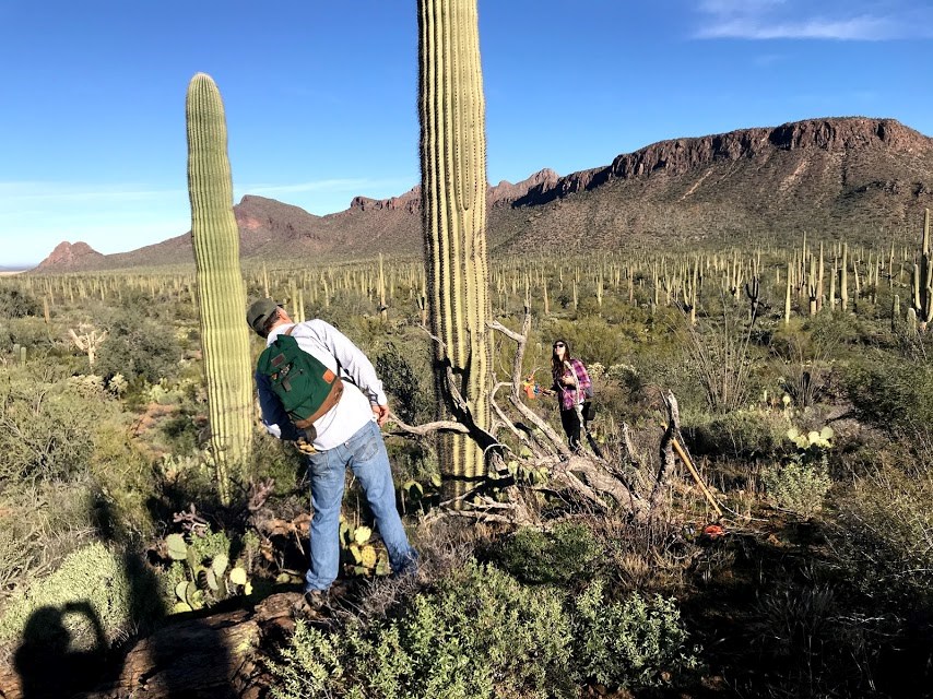People looking for bird holes on a saguaro.