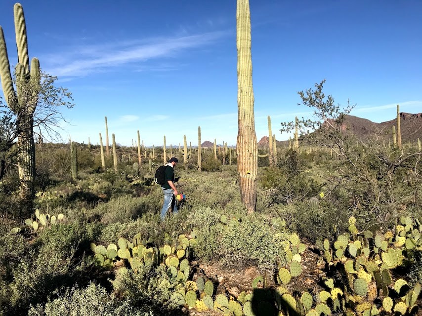 A man walking towards a saguaro.