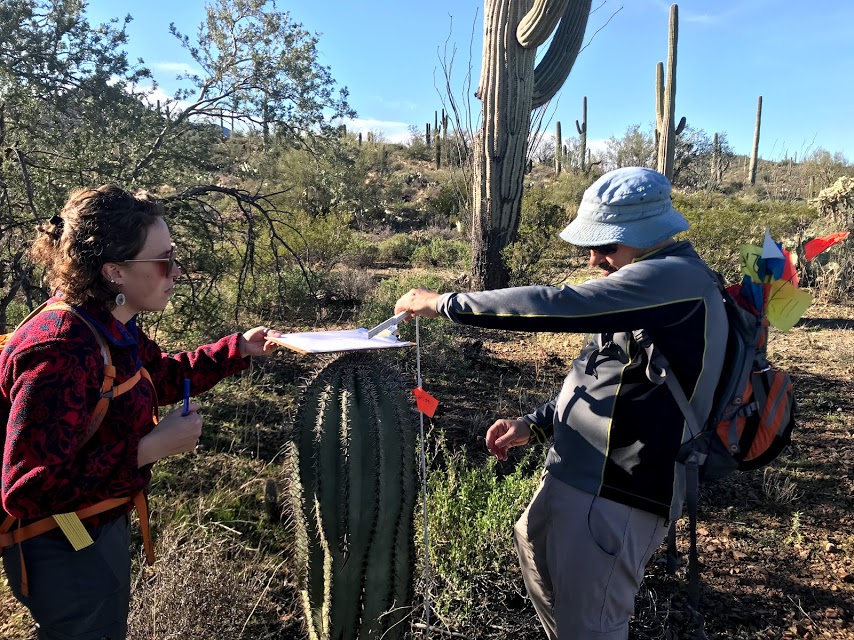 A man and woman working together to measure the height of a saguaro.