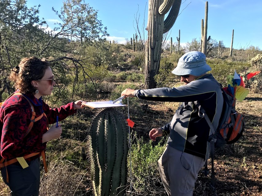 A man and woman working together to measure the height of a saguaro.