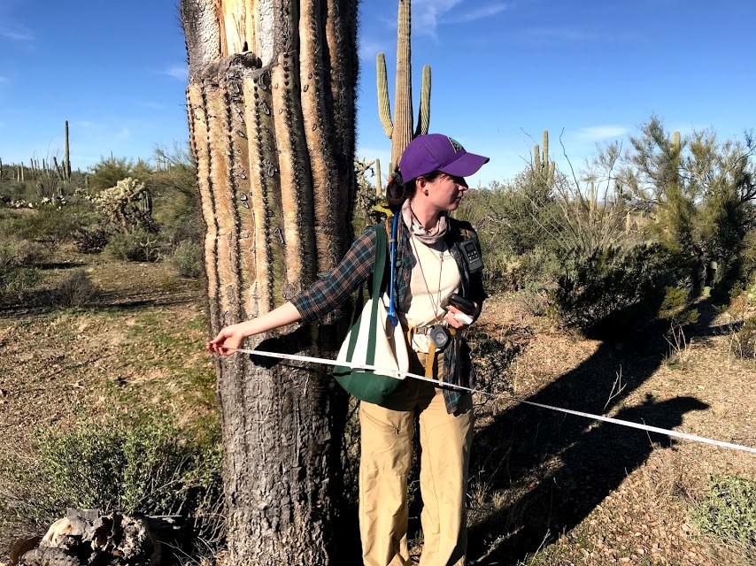 A woman holding one end of a measuring tape next to a saguaro.