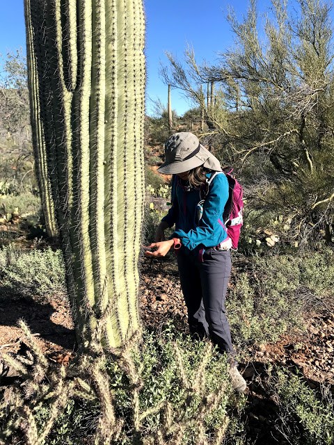 A woman reading the coordinates of a saguaro.