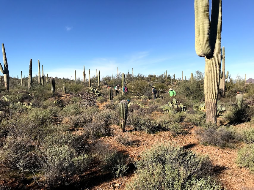Volunteers walking around the plot.
