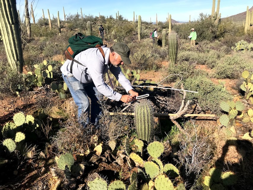 A man looking at a GPS device to find the coordinates of a saguaro.