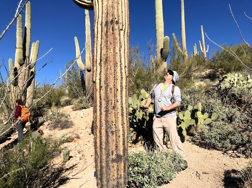 A man looking up towards the top of a saguaro.
