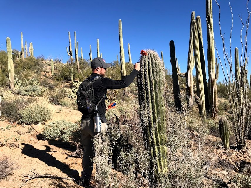 A man sliding a flag through the spines of a saguaro.