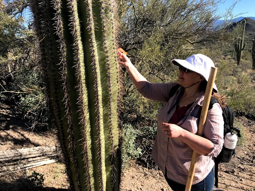 A woman sliding a flag through the spines of a saguaro.