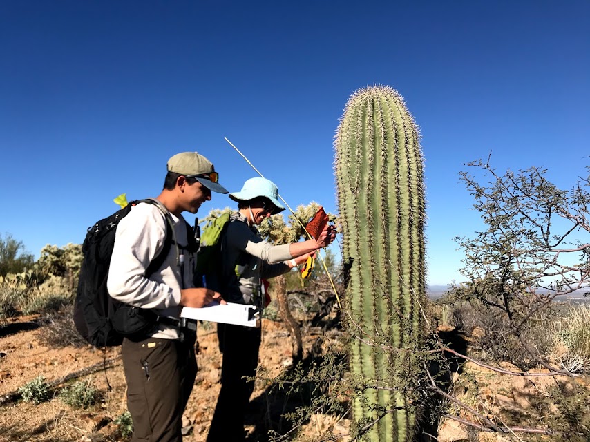 A person sliding an orange flag through the spines of a saguaro.