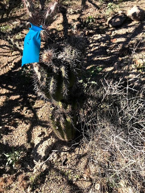 A short saguaro that has been flagged A short saguaro with a blue flag.