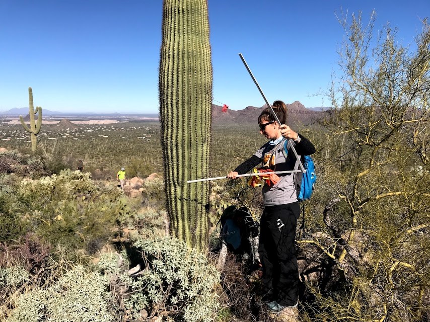 A woman unfolding a folding ruler in order to measure the height of the saguaro next to her.