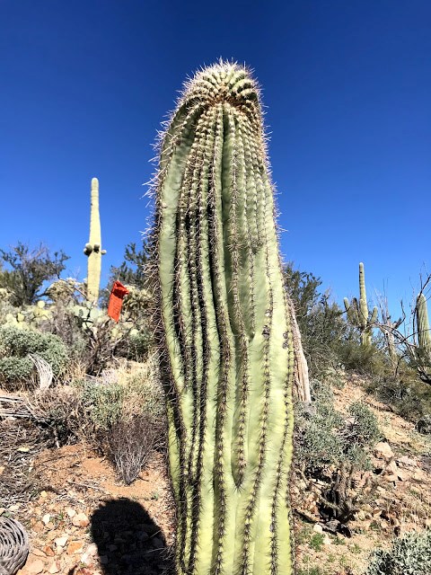 A saguaro with a top growth offset.