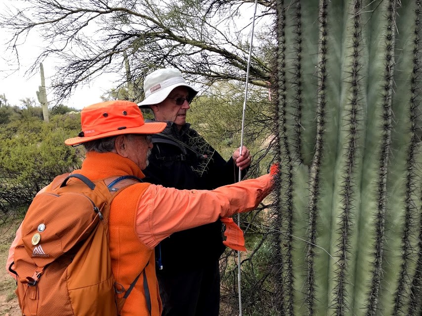 Two men working together to measure the height of a saguaro.