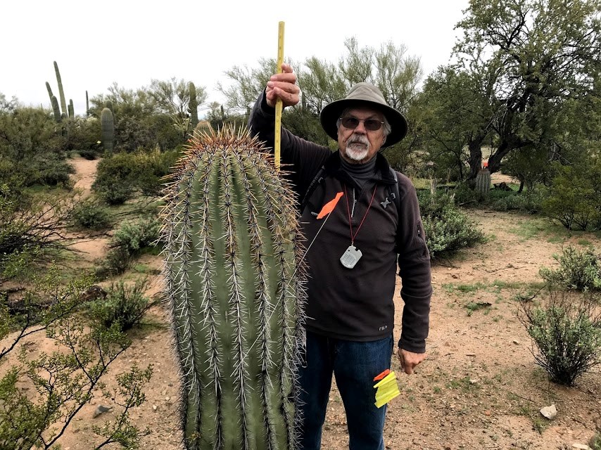 A man using a yellow folding ruler to measure the height of a saguaro.