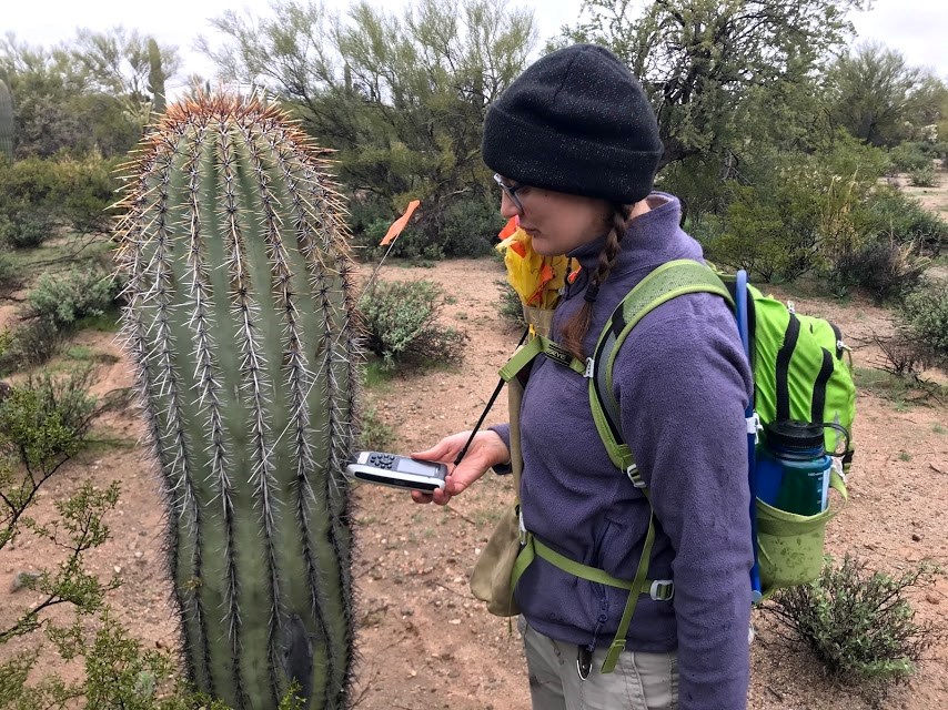 A woman using a GPS device to find the coordinates of a saguaro.