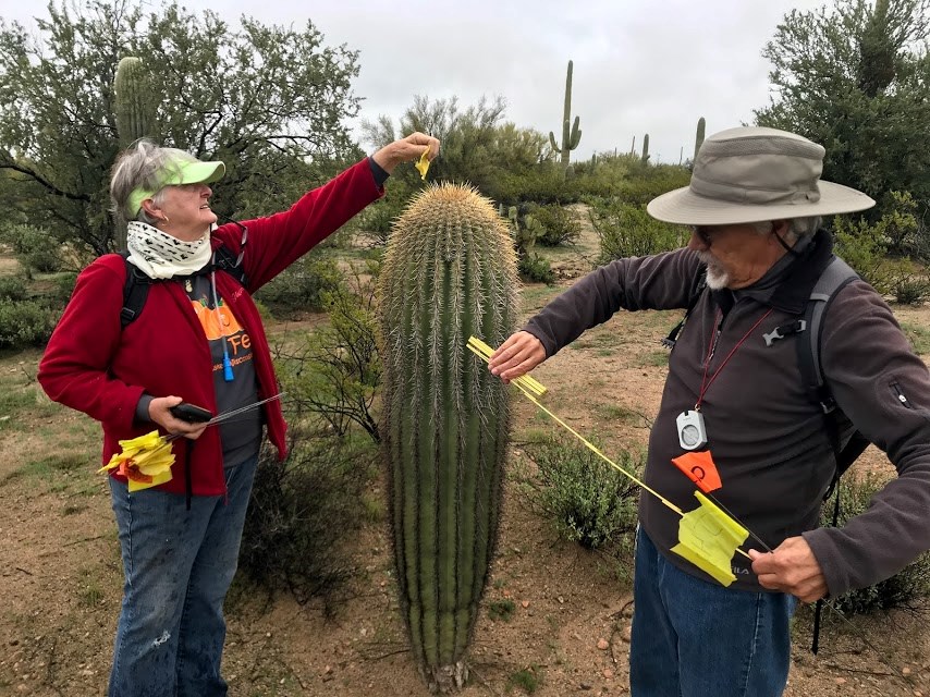 A woman sliding a yellow flag through the spines of a saguaro while a man is unfolding a folding ruler.