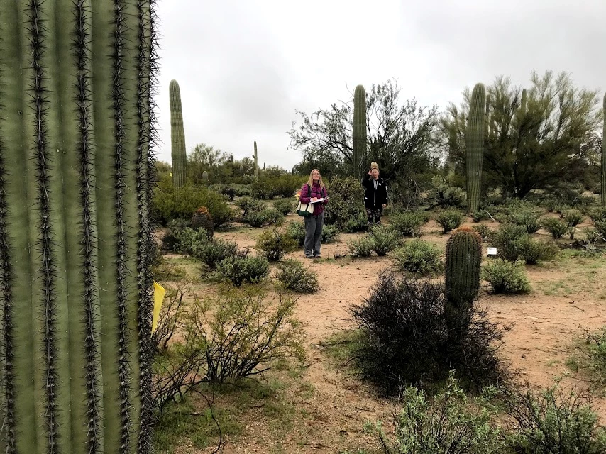 A volunteer using a clinometer to measure the height of a saguaro ten meters away from her A woman using a clinometer to measure the height of a saguaro ten meters away from her.