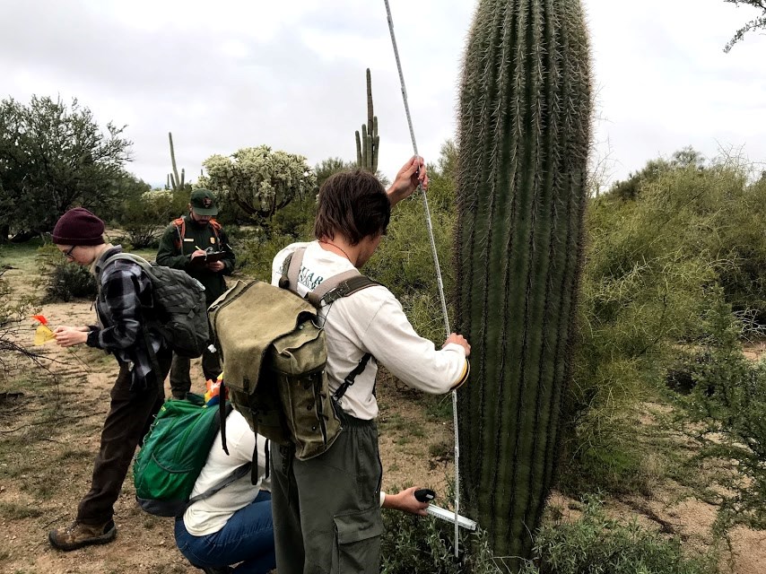 People working together to measure the height of a saguaro.