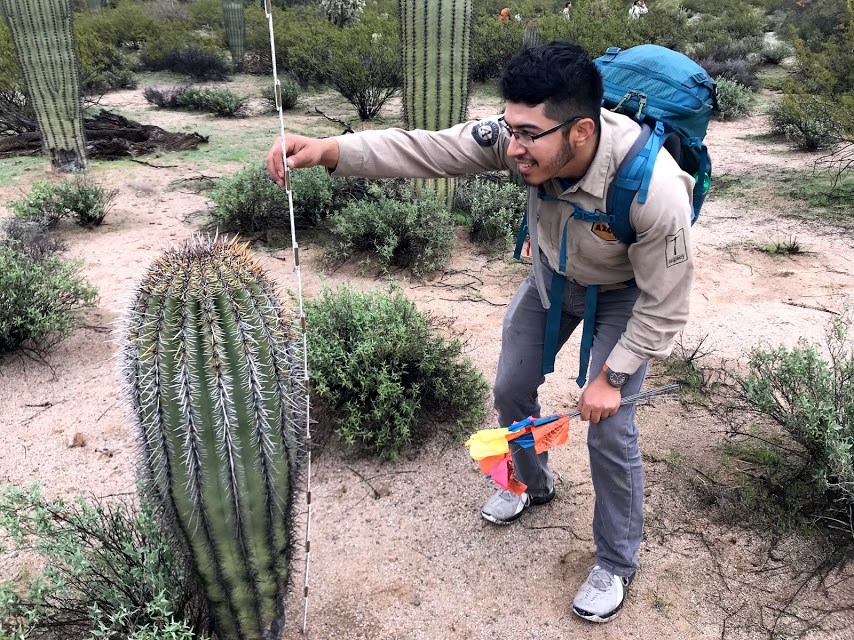 A man crouching down to measure the height of a short saguaro.