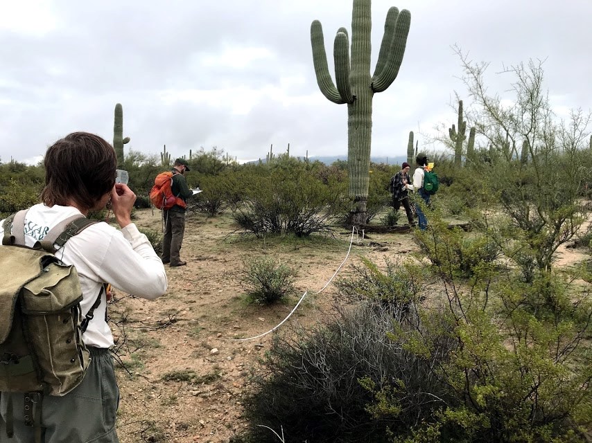 A man using a clinometer to measure the height of a tall saguaro ten meters away from him.
