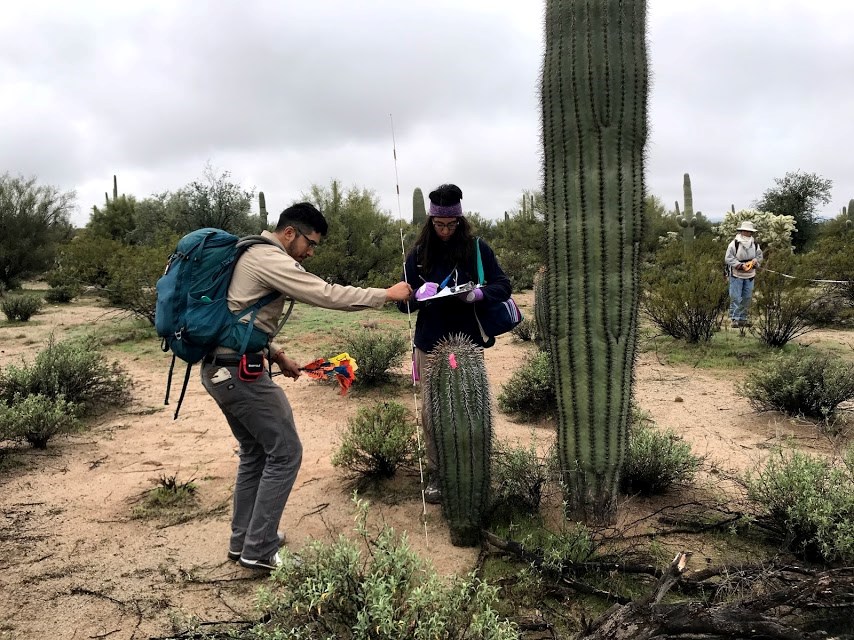 A man measuring the height of a saguaro. A woman next to him is writing down its height.