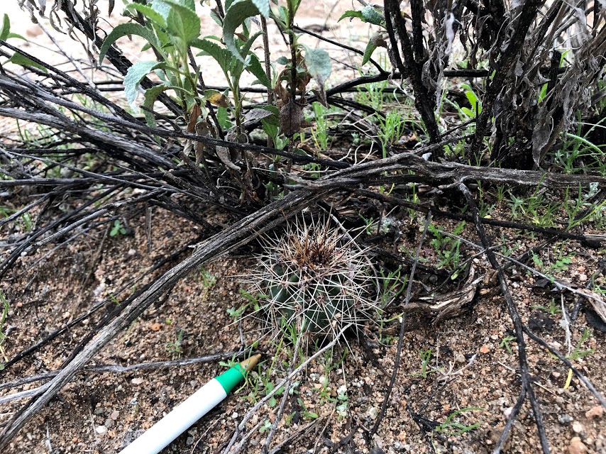 A pen on the ground pointing towards a small growing saguaro