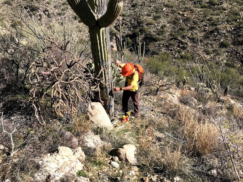 A man using a white folding ruler to measure the height of a saguaro.